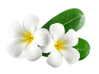 Decorative floral shape for Green Leaf Spa