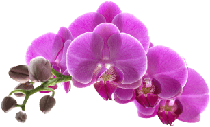 Decorative floral element for Green Leaf Spa