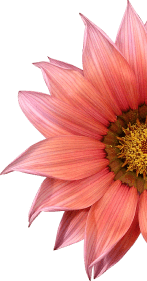 Decorative floral shape for Green Leaf Spa